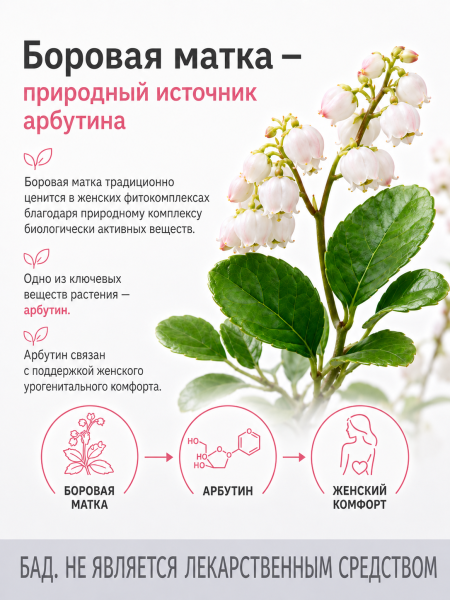 Капсулы экстракт боровой матки БАД, 60 шт. (12 в коробке)